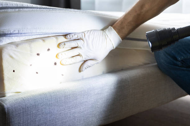Best Best Pest Control Companies  in Masonville, KY