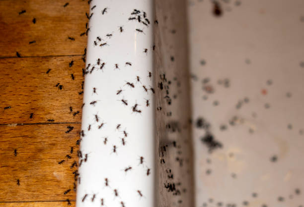 Spider Control Near Me in Masonville, KY